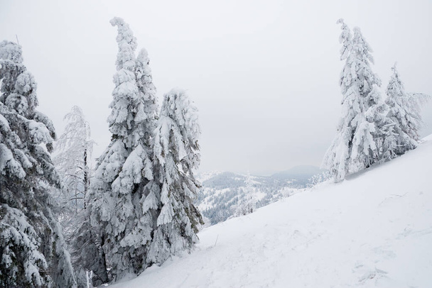 Karpaten, Ukraine. Bäume mit Raureif und Schnee bedeckt im Winter Berge - Weihnachten schneebedeckt Hintergrund - Foto, Bild