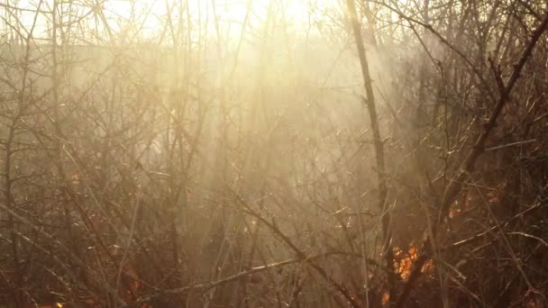 Sonne scheint durch Rauch und Feuer und verbrennt trockenes Gras und Gebüsch im zeitigen Frühling oder späten Herbst - Filmmaterial, Video
