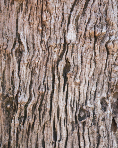 Texture of wood - Photo, Image