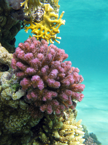 кораловий риф з фіолетовими твердими коралами пуцилопора на дні тропічного моря на фоні блакитної води
 - Фото, зображення