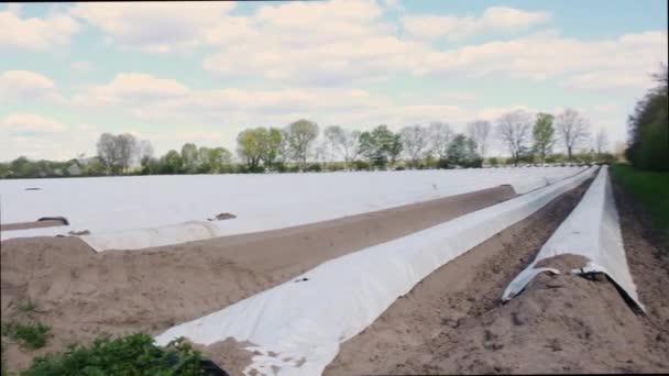 Campi di asparagi, asparagi bianchi ricoperti di telone bianco in primavera - Filmati, video