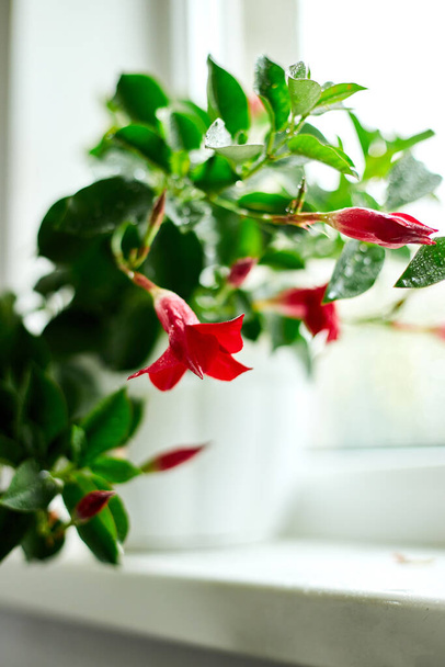 Rode Dipladenia bloem groeien in de pot op de vensterbank thuis, Mandevilla sanderi met zachte focus op de achtergrond, tuinieren concept - Foto, afbeelding