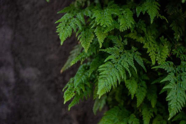 Green leaves of fern plant as a summer background - Foto, Bild