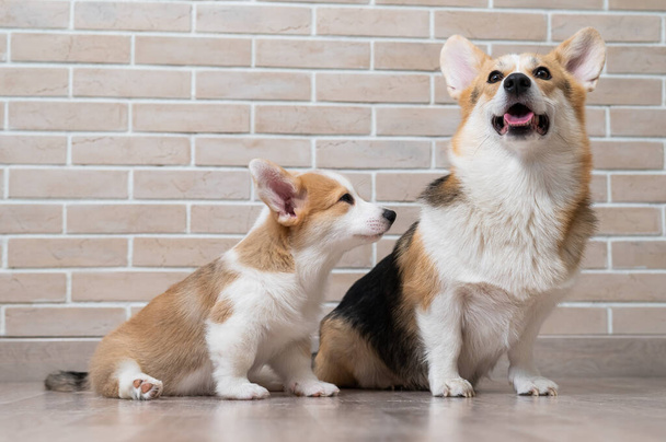 Pembroke corgi mom and puppy on the background of a brick wall. Dog family. - 写真・画像
