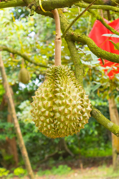 closeup of durian on the tree at Thailand - Foto, imagen