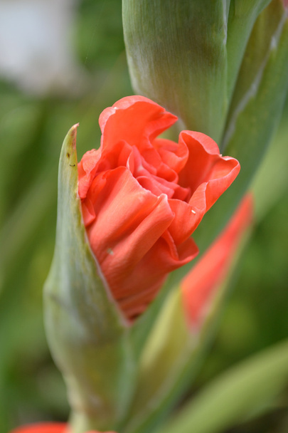 Gladiolen - Foto, Bild