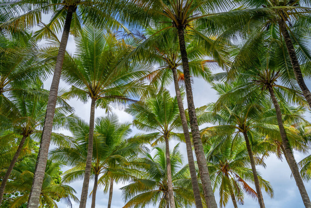 Vista inferior de las hojas de palmeras tropicales en el fondo azul del cielo Marco de fotos exótico natural Hojas en las ramas de las palmeras de coco contra el cielo azul en el soleado día de verano Isla de Phuket Tailandia - Foto, Imagen