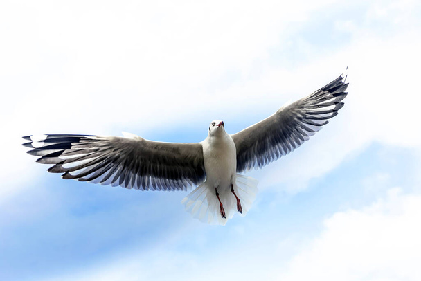 Gaviota volando y comiendo crujiente de la mano - Foto, Imagen