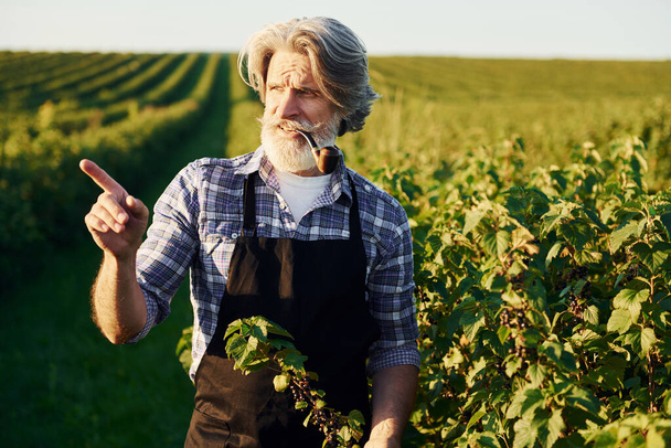Smoking and looking at berries. Senior stylish man with grey hair and beard on the agricultural field with harvest. - Foto, Bild