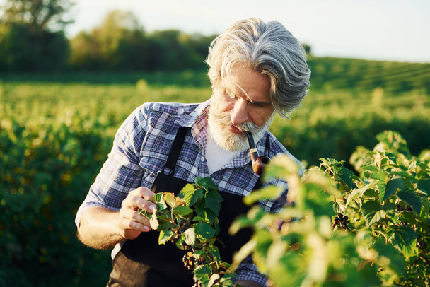 Smoking and looking at berries. Senior stylish man with grey hair and beard on the agricultural field with harvest. - Фото, изображение