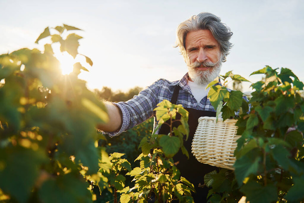 Time to harvest. Senior stylish man with grey hair and beard on the agricultural field. - Фото, изображение