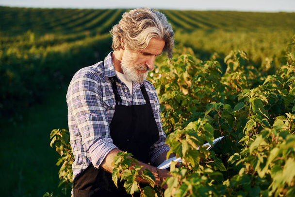 Holding notepad. Senior stylish man with grey hair and beard on the agricultural field with harvest. - Fotoğraf, Görsel