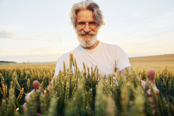 Looks at fresh harvest. Senior stylish man with grey hair and beard on the agricultural field. - Фото, изображение