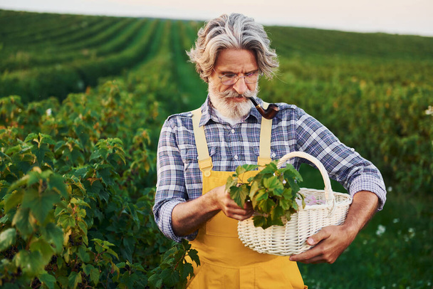 Taking berries and smoking. In yellow uniform. Senior stylish man with grey hair and beard on the agricultural field with harvest. - Фото, зображення