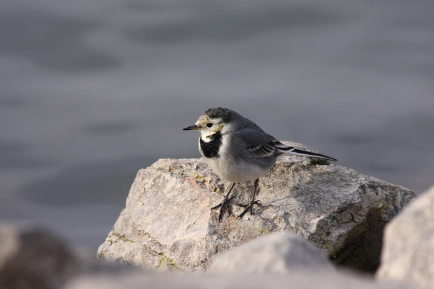 White pied wagtail sitting stone water - Photo, Image