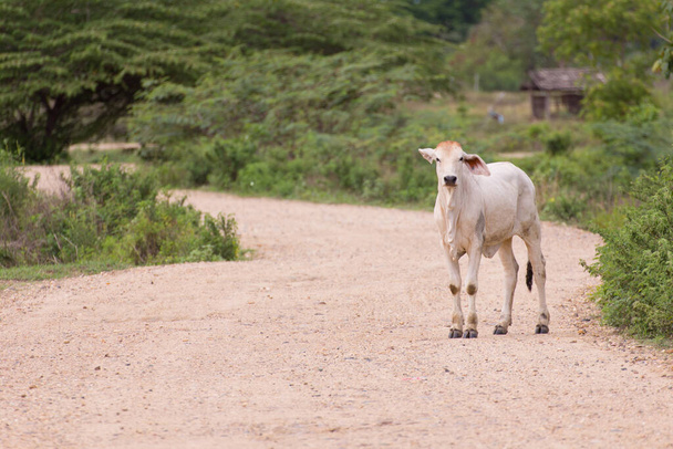 Junge Kuh, thailändisches Kalb auf der Straße - Foto, Bild