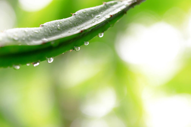 Krople wody na liściach w porze deszczowej lasów deszczowych  - Zdjęcie, obraz