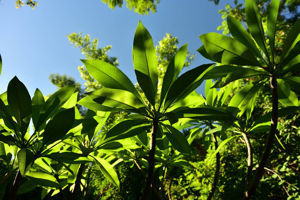 De vroege morgen zon schijnt neon groen door de bladeren van een frangipani - Foto, afbeelding
