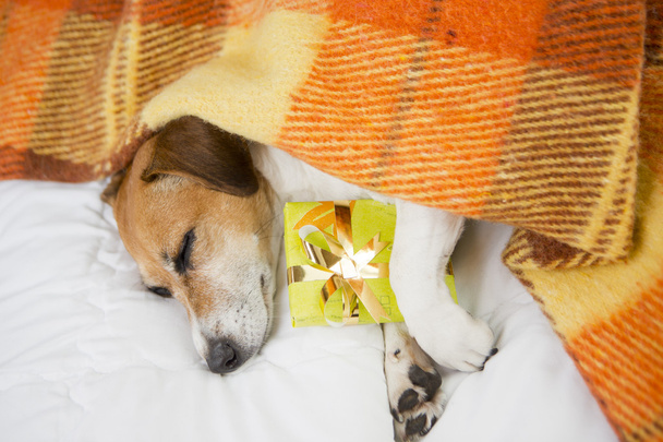Sleeping dog with Present box gift - Photo, Image