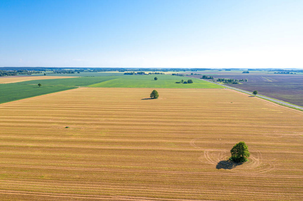 aerial landscape with a lonely tree mowed cereal in the field of sunny afternoon - Foto, Imagen