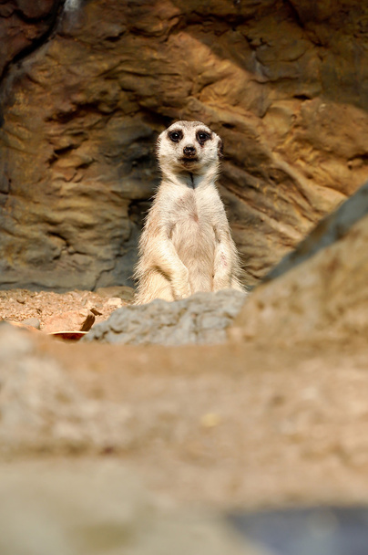 Meerkat - Foto, Imagen