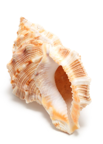 великий seashell
 - Фото, зображення