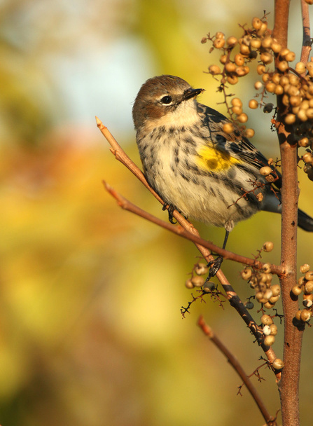 Female Yellow-Rumped Warbler - Photo, Image