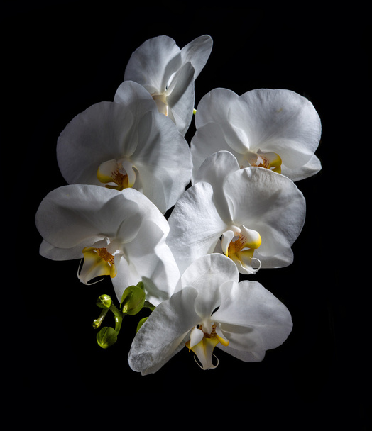 Biała orchidea piękne - Zdjęcie, obraz