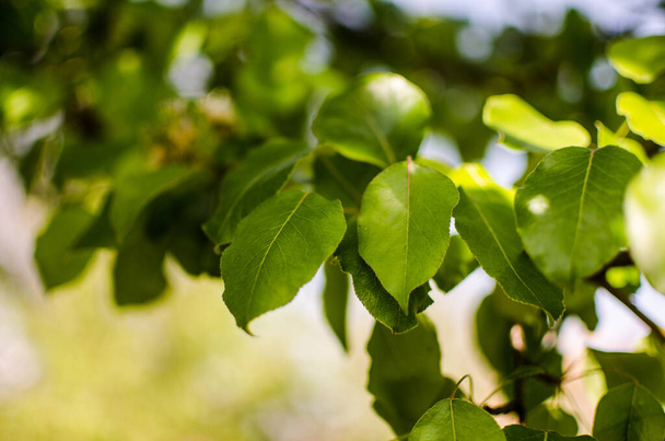 Astrazione che cresce foglie verdi su un backgrod leggero
 - Foto, immagini