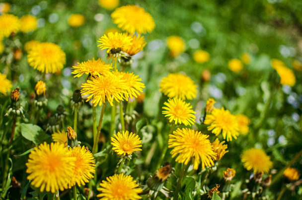 Delicate and light dandelion flowers outdoors in spring - Fotografie, Obrázek