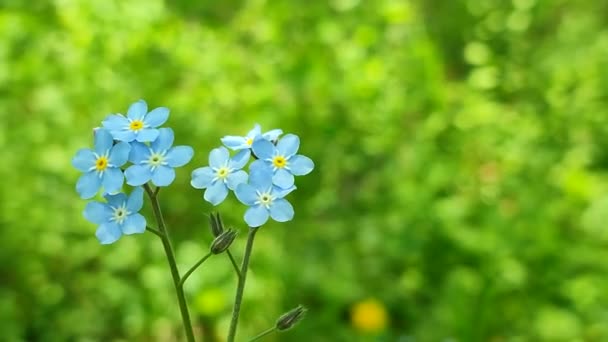 Niebieski nie zapomnij-mnie-nots dziki kwiat zbliżenie na tle zamazanej zieleni - Materiał filmowy, wideo