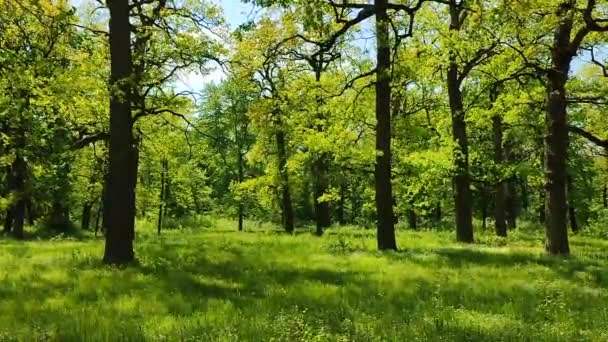 Veel eikenbomen met heldere verse bladeren groeien in een open plek in het bos - Video