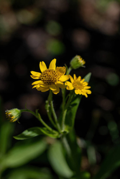Κίτρινη Arnica (Arnica lanceolata) άνθη βοτάνων με ωραίο bokeh. Ρηχό βάθος πεδίου - Φωτογραφία, εικόνα