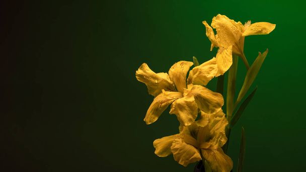 flores amarillas del iris sobre un fondo verde, espacio para el texto - Foto, imagen