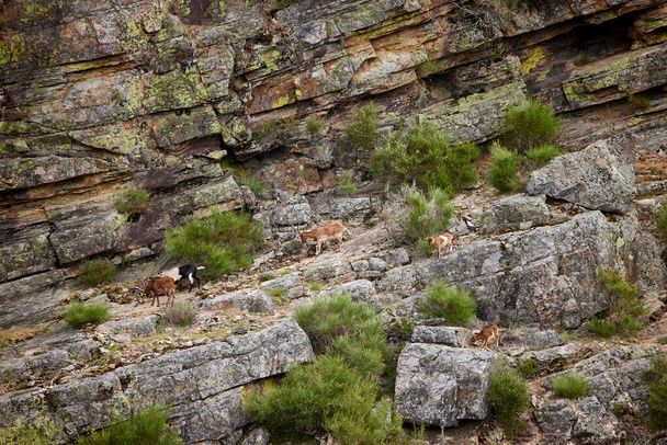 Herd of wild goats on the cliffs of a mountain - Photo, Image