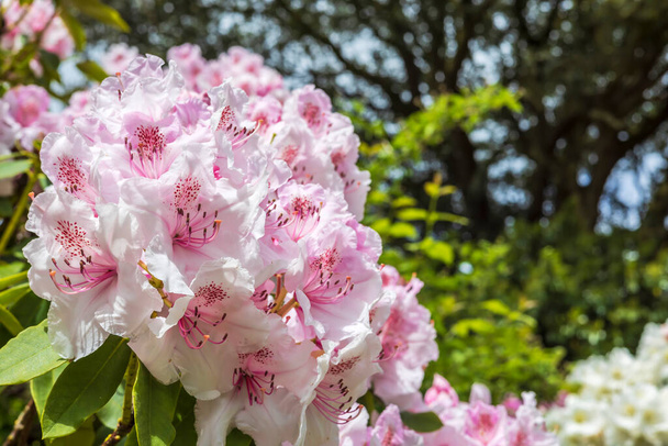 Blisko sporej gromadki delikatnych różowych kwiatów rododendronu. - Zdjęcie, obraz