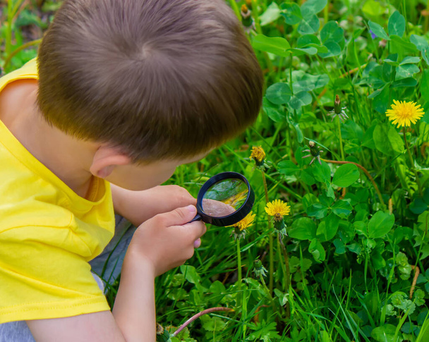 The child looks through a magnifying glass at the flowers Zoom in. selective focus. - Фото, изображение