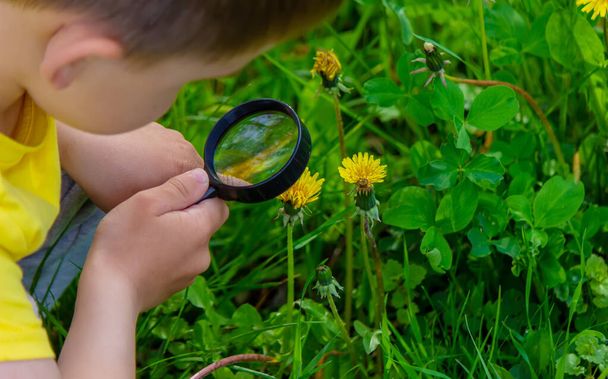 Dítě se dívá zvětšovacím sklem na květiny Přiblížit. selektivní zaměření. - Fotografie, Obrázek