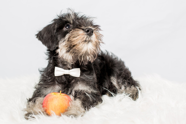 portret puppy Sznaucer miniaturowy czarny na białym tle - Zdjęcie, obraz