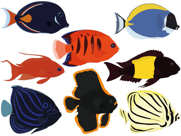 Exotic tropical aquarium fish collection vector illustration - Vector, imagen
