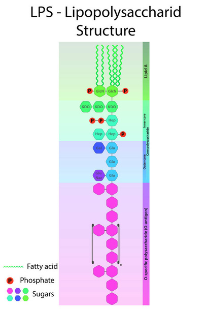 Schemat stratury LPS - cząsteczka lipopolisacharydów z membraną gram-ujemną - Wektor, obraz