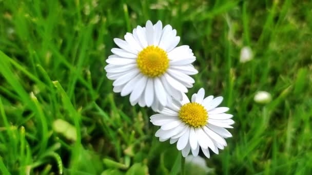 Macro daisy flower. daisy in the meadow - Footage, Video