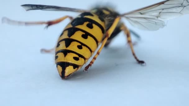 Una vespa morente. Macro vespa morta. Fogazione. Sterminio di insetti. Controllo dei parassiti. - Filmati, video
