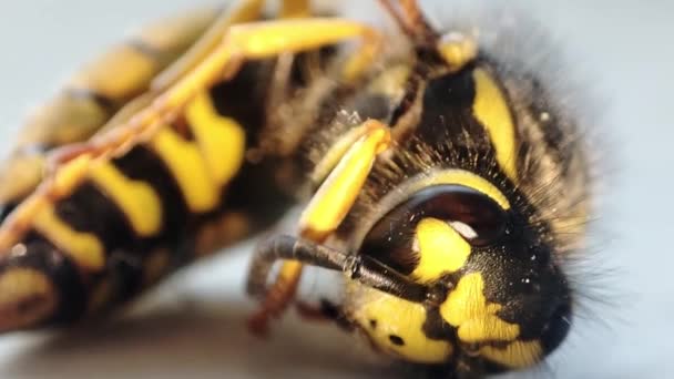 Een stervende wesp. Macro dode wesp. Fogatie. Uitroeiing van insecten. Bestrijding van plagen. - Video
