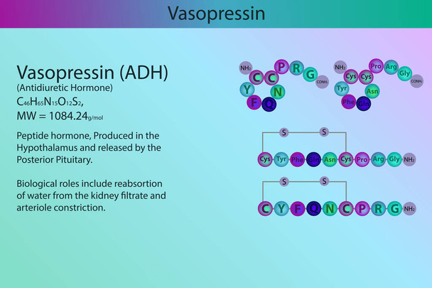 Vazopresszin ADH hormon peptid szerkezete és infografika rövid információkkal a biológiai szerepéről lila alapon. - Vektor, kép