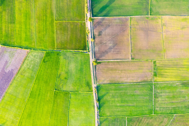 Widok z lotu ptaka na zielone pole ryżowe, uprawa roli na obszarach wiejskich. Produkty eksportowe z Azji Południowo-Wschodniej - Zdjęcie, obraz