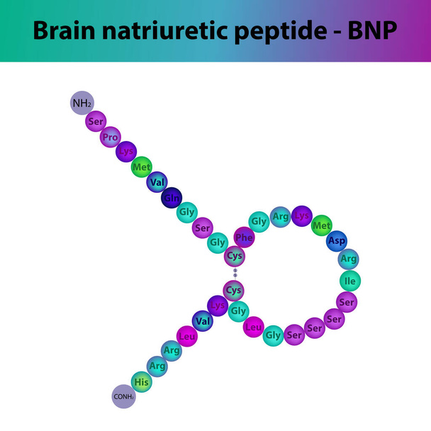 BNP Agy natriuretikus peptid hormon peptid elsődleges szerkezete. Biomolekula sematikus aminosav szekvencia fehér alapon. - Vektor, kép