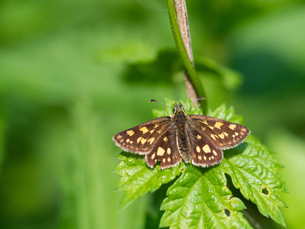 Tiny chequered skipper or arctic skipper (Carterocephalus palaemon) butterfly  resting on green leaf - Photo, Image