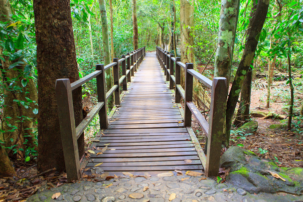 pont en bois dans une forêt profonde traversant un cours d'eau
 - Photo, image
