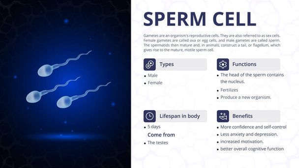 Structure, fonction et types de conception d'image vectorielle de cellule de sperme - Vecteur, image
